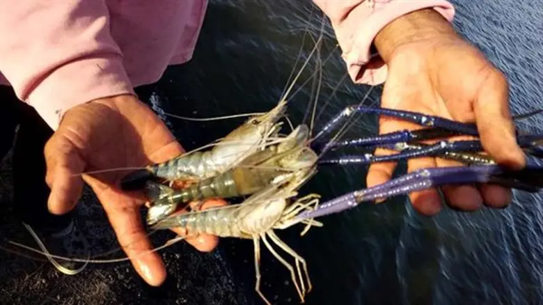 ไม้ดอกไม้ประดับ-กุ้งก้ามกราม-ปลานิล สินค้าทางเลือกสร้างกำไรให้เกษตรกรนครนายก