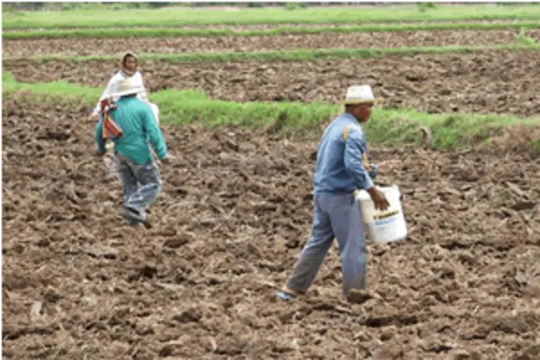 เตือนเกษตรกรหว่านข้าวแห้งขณะแล้งหรือฝนทิ้งช่วง เมล็ดข้าวไม่งอกจะไม่ได้รับเงินช่วยเหลือจากรัฐ
