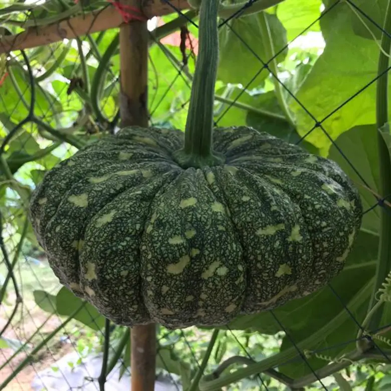 แนะสินค้าทางเลือก ทดแทนพื้นที่ปลูกข้าวไม่เหมาะสมเกษตรกรจังหวัดตราด