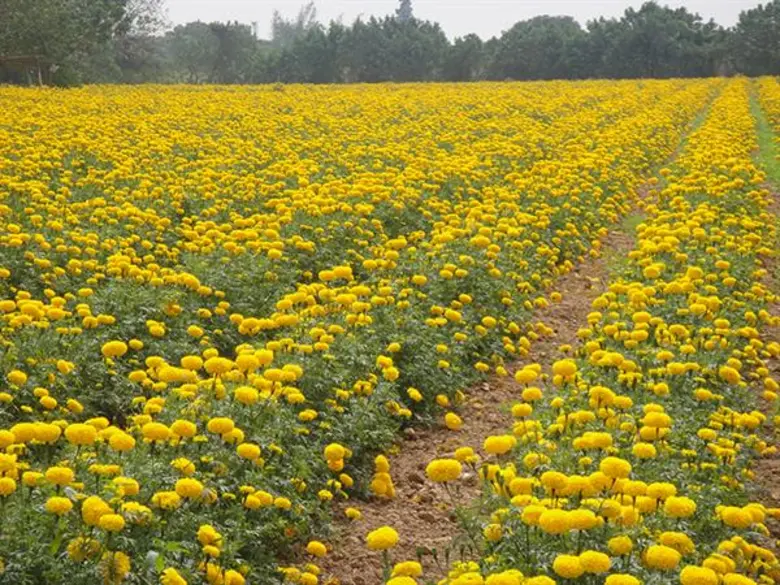 อากาศร้อนชื้นและมีฝนตกบางพื้นที่ อาจส่งผล...