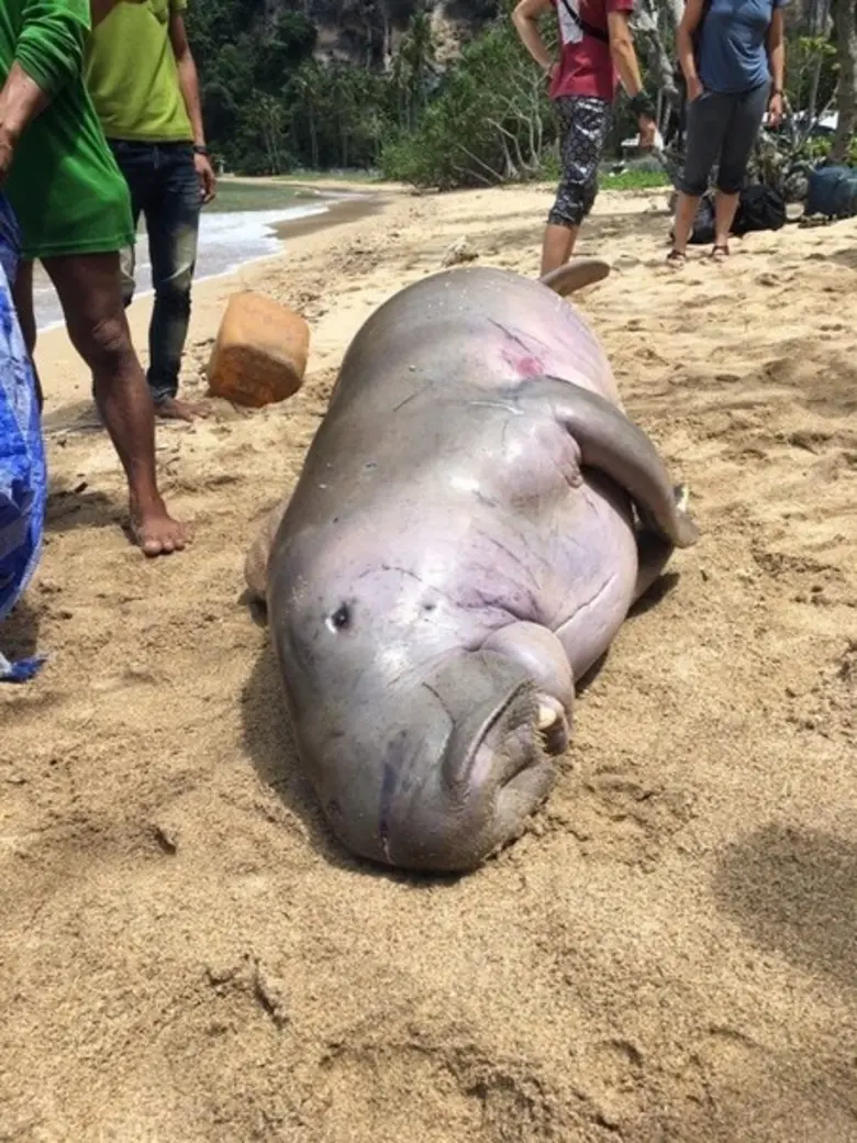 อพวช. รับช่วงต่อพะยูน “มาเรียม” สตัฟฟ์เพื่อการศึกษาผลักดันการอนุรักษ์สัตว์ทะเล เผยอีก 3 เดือนเสร็จ