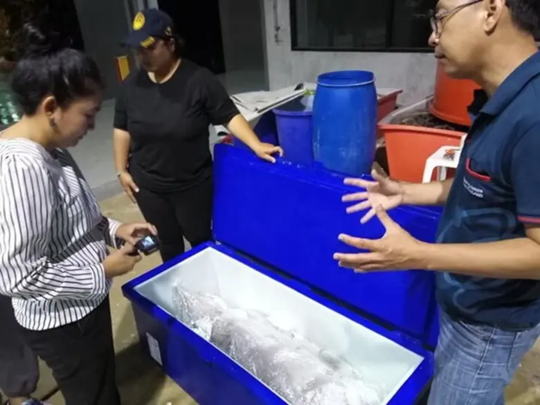 อพวช. รับช่วงต่อพะยูน “มาเรียม” สตัฟฟ์เพื่อการศึกษาผลักดันการอนุรักษ์สัตว์ทะเล เผยอีก 3 เดือนเสร็จ