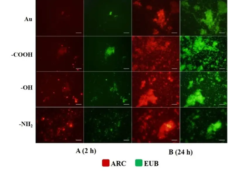 นักวิจัย มจธ.พัฒนาอุปกรณ์ของไหลแบบไมโคร ศึกษาพฤติกรรมการเกิดฟิล์มของจุลินทรีย์เพื่อการผลิตก๊าซชีวภาพ