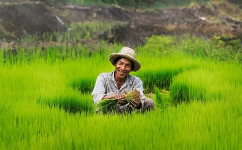 กรมการข้าวระบุ เหตุราคาข้าวเหนียวปรับสูงข...
