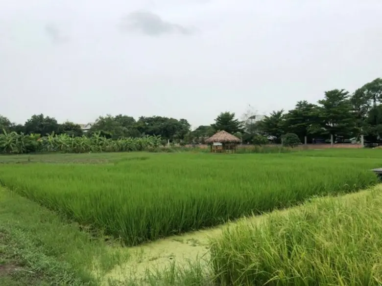 เกษตรฯ แจงเหตุราคาข้าวเหนียวแพงเนื่องจากผลผลิตลดลง