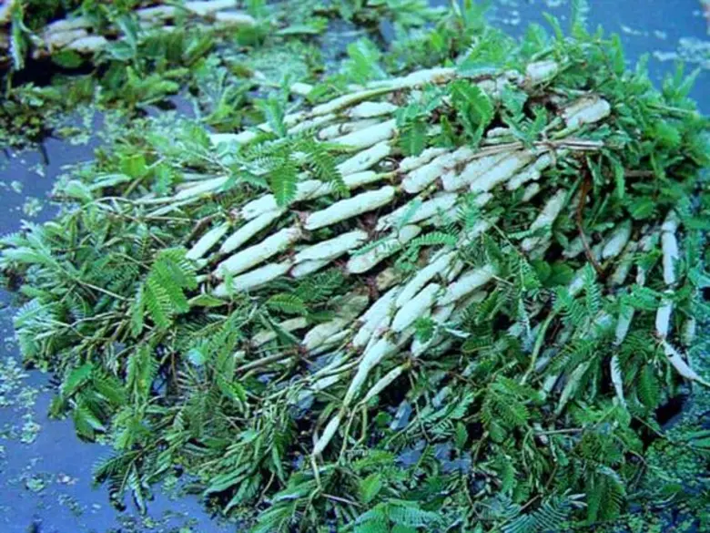 นายสุชัย กิตตินันทะศิลป์ ผู้อำนวยการสำนัก...