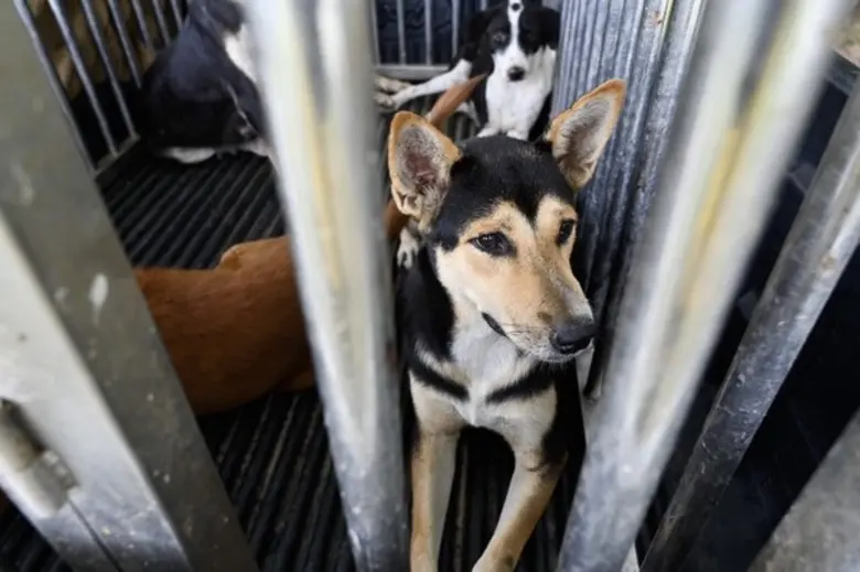 ครั้งแรก! ซอยด๊อก จับมือกองทัพคุมหมาจรด้วย CNVR