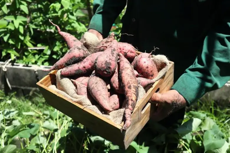 สรรสร้างอาหารจานเด่น “สวีท โปเตโต้” ด้วยวัตถุดิบออร์แกนิค จากโคสต์ บีชคลับและบิสโทร ณ โรงแรมเซ็นทาราแกรนด์ หัวหิน