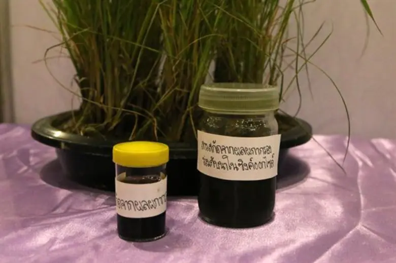 “สารสกัดธรรมชาติแก้ปัญหาเพลี้ยกระโดด” หนุนซับน้ำตาชาวนาไทย