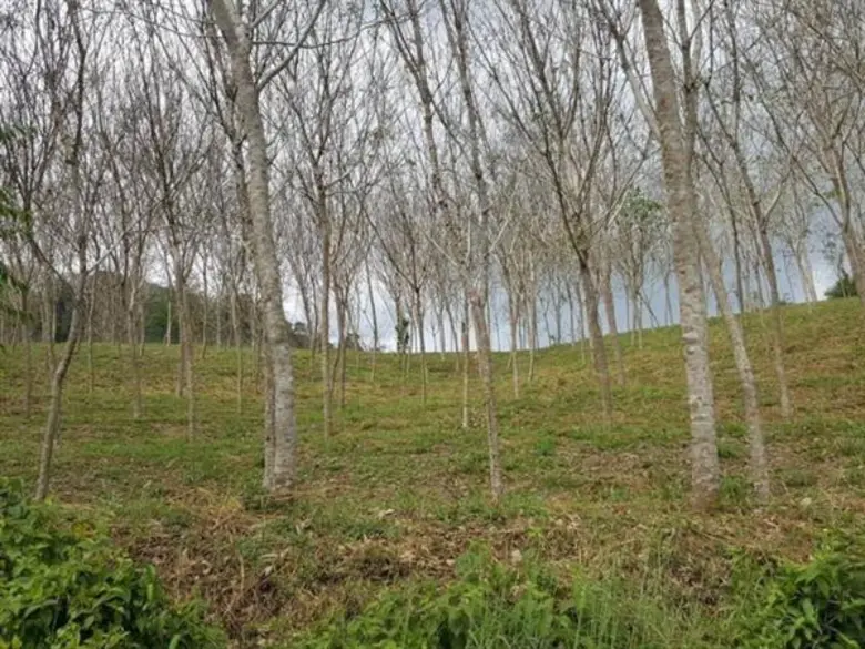 เวทีสภาไตรภาคียาง ITRC เห็นพ้อง ลดการผลิต เพิ่มการใช้ในประเทศ ย้ำ ร่วมกันเฝ้าระวังโรคใบร่วง