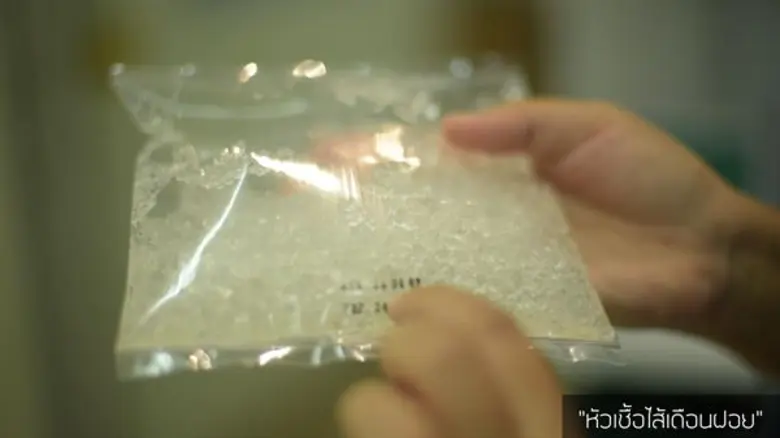 ไส้เดือนฝอยสายพันธุ์ไทย มือปราบศัตรูพืช