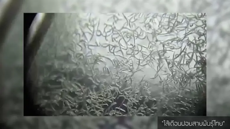 ไส้เดือนฝอยสายพันธุ์ไทย มือปราบศัตรูพืช