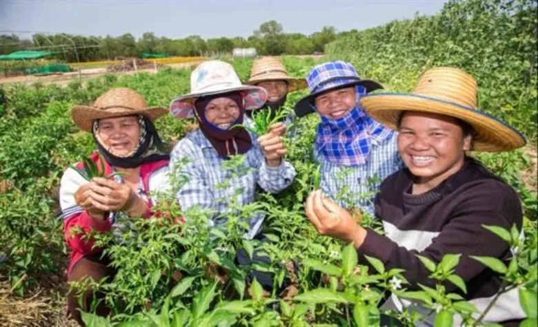 ดัชนีผาสุกเกษตรกร ปี 61 พัฒนาดีขึ้น เพิ่มอยู่ที่ระดับ 80.29 พร้อมเดินหน้าพัฒนาคุณภาพชีวิตเกษตรกรรอบด้าน อย่างต่อเนื่อง