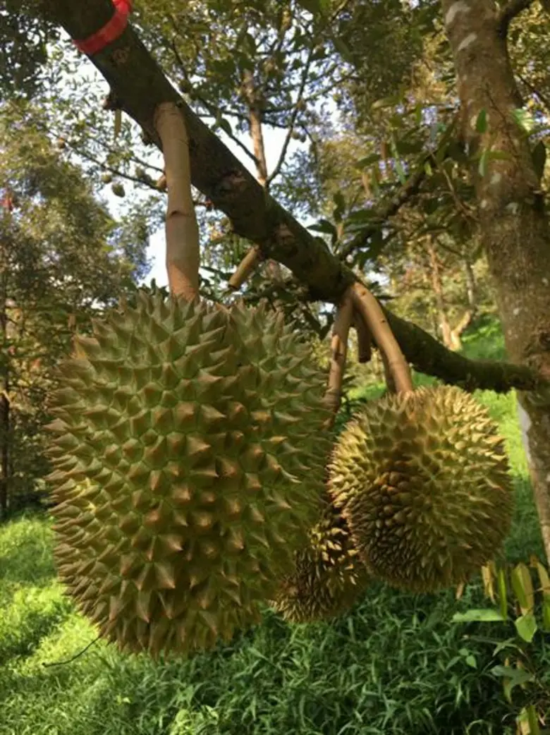 พยากรณ์ไม้ผลตะวันออก รอบแรก สศก. คาด ให้ผลผลิต 9.9 แสนตัน