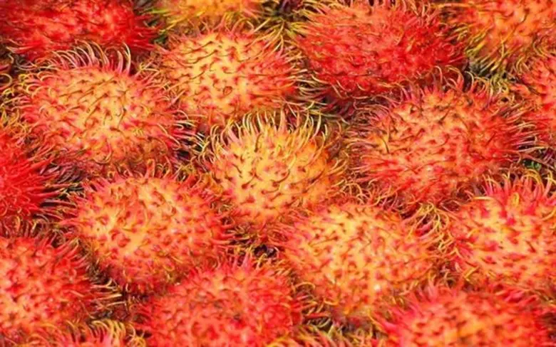 พยากรณ์ไม้ผลตะวันออก รอบแรก สศก. คาด ให้ผลผลิต 9.9 แสนตัน