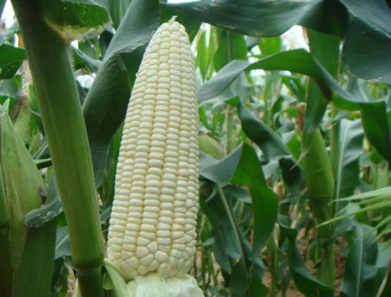 นางอัญชนา ตราโช รองเลขาธิการสำนักงานเศรษฐ...