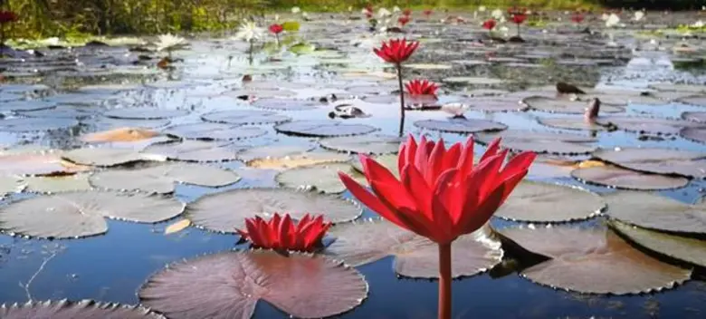 คุณไม่ได้กลับบ้านนานแค่ไหนแล้ว? “Hometown with My Mate” ชวนคุณกลับบ้านไปหาคนรู้ใจในช่วงเทศกาลปีใหม่นี้