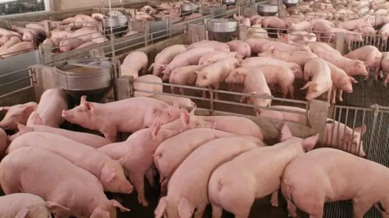 ASF ดันออเดอร์ส่งออกไก่ไทย ไปจีน พุ่ง 3.7 เท่า เข้ม แผนเฝ้าระวัง ป้องกันการระบาดเข้าไทย