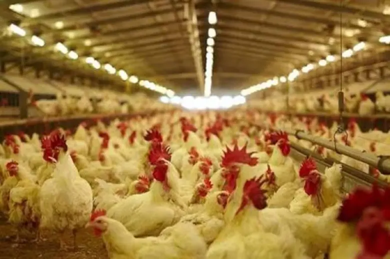 ASF ดันออเดอร์ส่งออกไก่ไทย ไปจีน พุ่ง 3.7 เท่า เข้ม แผนเฝ้าระวัง ป้องกันการระบาดเข้าไทย