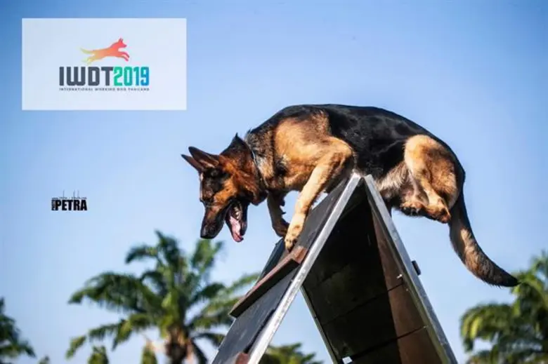 ปิดฉากการแข่งขันสุนัขใช้งานสากล IGP 3 อย่างสวยงาม ตัวแทนนักกีฬาทีมชาติไทย ผ่านเข้ารอบชิงฯ คว้ารองชนะเลิศอันดับ 3 และ 4 มาครองได้สำเร็จ นักกีฬาและชาวต่างชาติชื่นชม “ประเทศไทย” จัดงานมีมาตรฐานสากลเทียบเท่าระดับโลก
