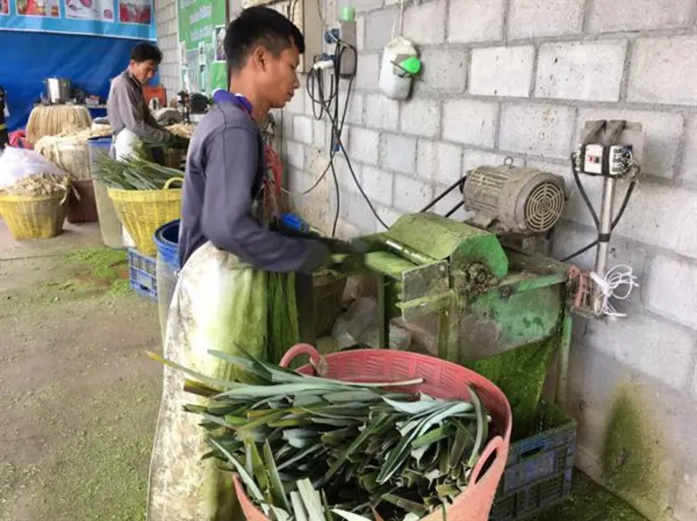 'เส้นใยธรรมชาติ’ เพิ่มมูลค่าใบสับปะรด สร้างรายได้เกษตรกร จ.ราชบุรี