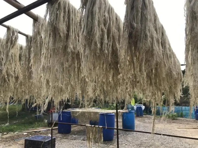 'เส้นใยธรรมชาติ’ เพิ่มมูลค่าใบสับปะรด สร้างรายได้เกษตรกร จ.ราชบุรี