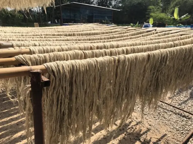 'เส้นใยธรรมชาติ’ เพิ่มมูลค่าใบสับปะรด สร้างรายได้เกษตรกร จ.ราชบุรี