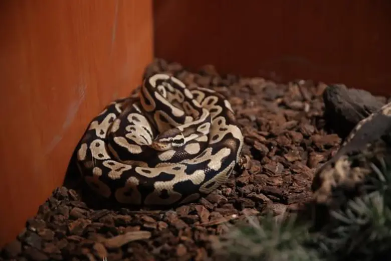 ซีไลฟ์ฯ เปิดปี 2020 ปล่อยการผจญภัยครั้งใหม่ “Magical Jungle Adventure...เพื่อนรักในป่าลึกสุดมหัศจรรย์” จัดโปรลับรับวันเด็ก เที่ยวทั้งปีไม่มีอั้น ราคาคุ้มค่า กับ “สมาชิกรายปี Annual Pass”