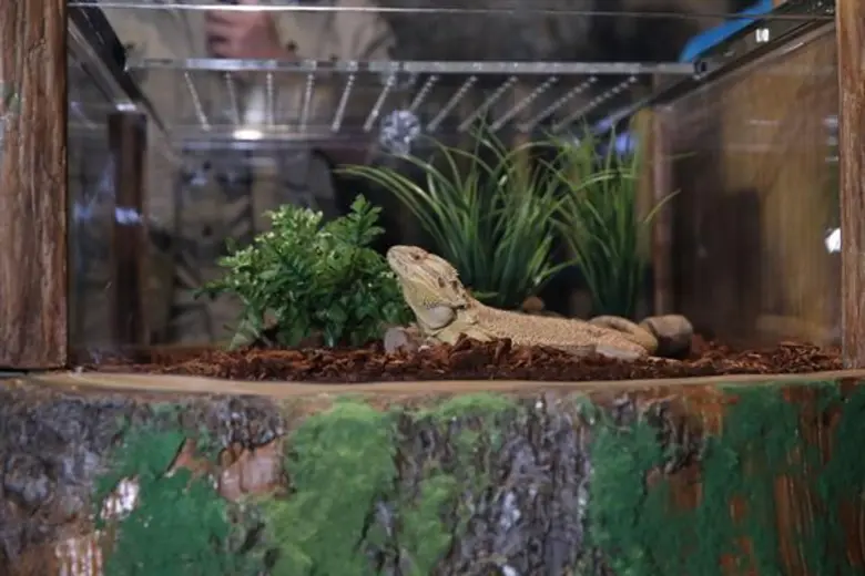 ซีไลฟ์ฯ เปิดปี 2020 ปล่อยการผจญภัยครั้งใหม่ “Magical Jungle Adventure...เพื่อนรักในป่าลึกสุดมหัศจรรย์” จัดโปรลับรับวันเด็ก เที่ยวทั้งปีไม่มีอั้น ราคาคุ้มค่า กับ “สมาชิกรายปี Annual Pass”