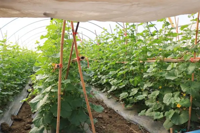 เมล่อน พืชทางเลือกกำไรงาม ปลูกได้ตลอดปี ให้กำไรกว่า 35,000 บาท