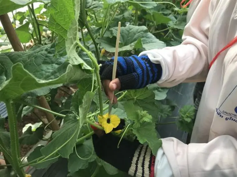 เมล่อน พืชทางเลือกกำไรงาม ปลูกได้ตลอดปี ให้กำไรกว่า 35,000 บาท