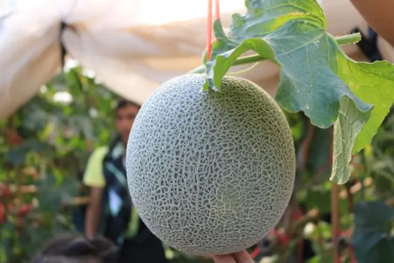 เมล่อน พืชทางเลือกกำไรงาม ปลูกได้ตลอดปี ให้กำไรกว่า 35,000 บาท