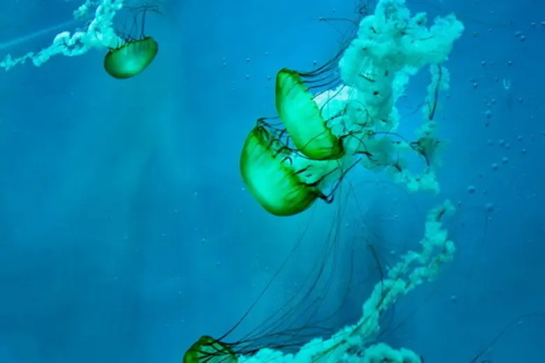 แอ็กซอลตา (Axalta) ประกาศสี "ซีกลาส (Sea ...