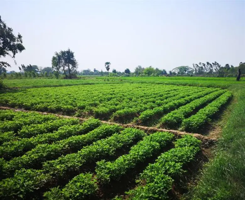 กรมวิชาการเกษตร ขอส่งข่าวประชาสัมพันธ์ เรื่อง "ขอนแก่น 9 ถั่วลิสงพันธุ์ใหม่ใช้น้ำน้อยสู้ภัยแล้ง"