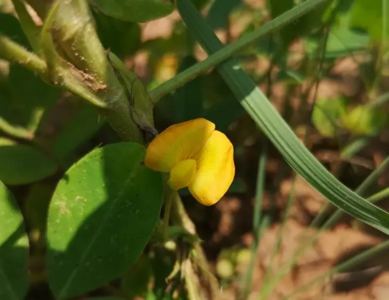 กรมวิชาการเกษตร ขอส่งข่าวประชาสัมพันธ์ เรื่อง "ขอนแก่น 9 ถั่วลิสงพันธุ์ใหม่ใช้น้ำน้อยสู้ภัยแล้ง"