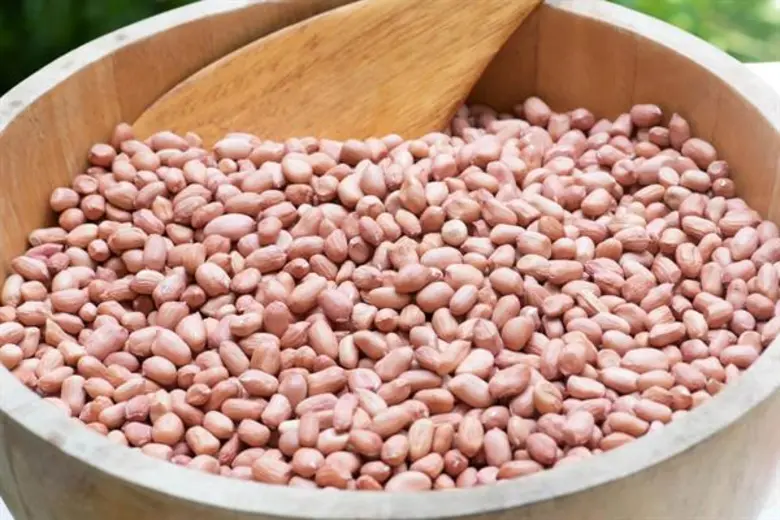 กรมวิชาการเกษตร ขอส่งข่าวประชาสัมพันธ์ เรื่อง "ขอนแก่น 9 ถั่วลิสงพันธุ์ใหม่ใช้น้ำน้อยสู้ภัยแล้ง"