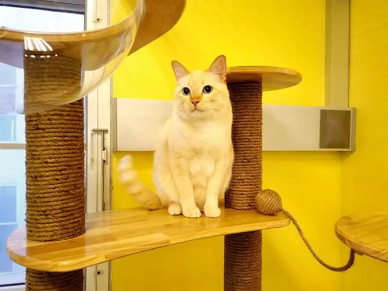รพส.ทองหล่อ เปิดบริการ “Medical Cat Hotel” โรงแรมแมวแห่งแรก ชูคอนเซปต์อุ่นใจเหมือนอยู่บ้าน พร้อมดูแล 24 ชม.