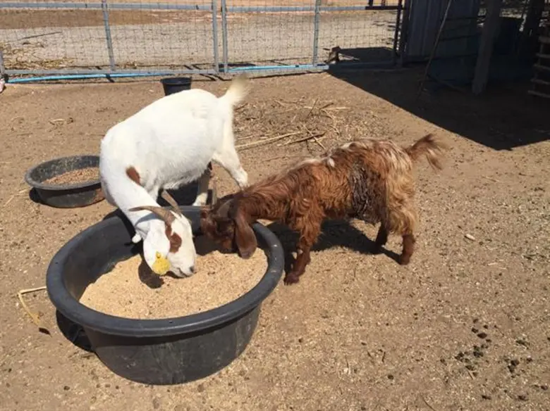 สศก. แนะ 'แพะเนื้อ’ สินค้าปศุสัตว์ทางเลือก เลี้ยงง่าย ใช้พื้นที่น้อย สร้างกำไรงาม