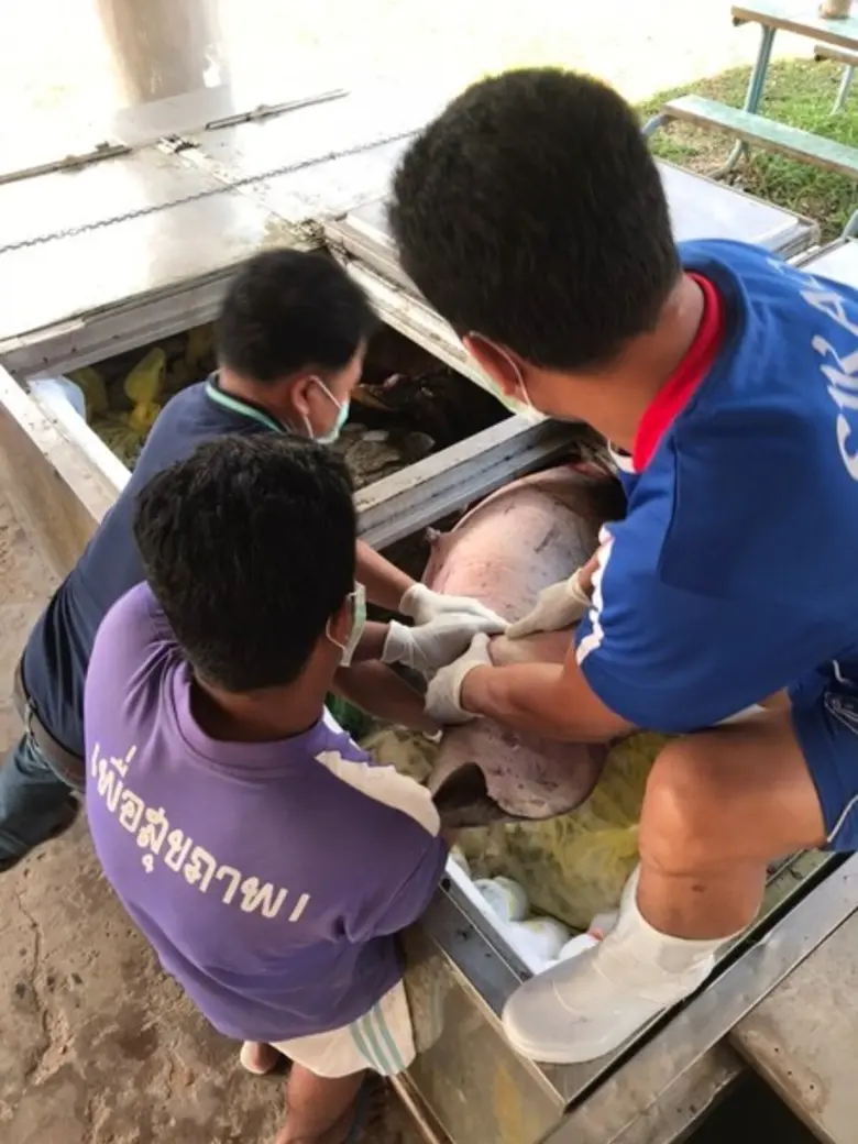 พะยูนอีกกี่ชีวิต!! รับซากพะยูนเพศผู้ นน.กว่า 100 กิโลกรัมผ่าชันสูตร