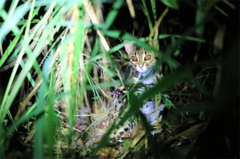 รายงานฉบับล่าสุดจากองค์การกองทุนสัตว์ป่าโ...