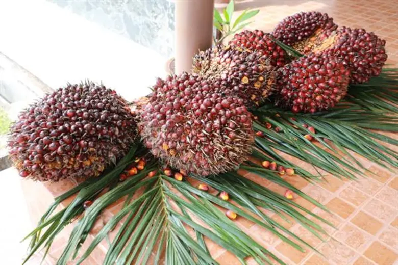 สกสว. ร่วมกับ คกก.วิทย์ฯ สภาผู้แทนราษฎร ลงพื้นที่ จ.กระบี่ "นำร่องใช้นวัตกรรมเพิ่มมูลค่าผลผลิต ยกระดับเศรษฐกิจฐานราก"