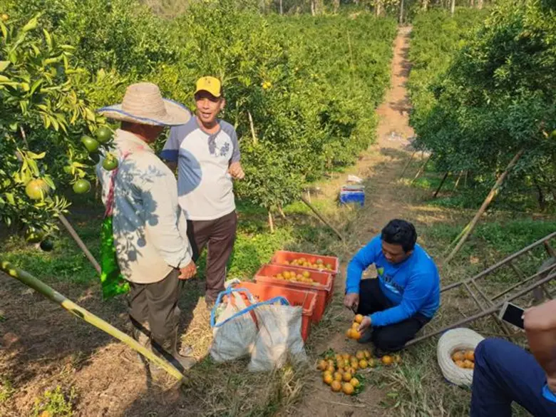 อำเภอฝาง จังหวัดเชียงใหม่ เป็นแหล่งปลูกส้...
