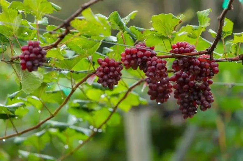 หัวหิน แมริออท รีสอร์ท และ สปา และสยามไวน์เนอร์รี่ ร่วมกันจัดงานไวน์ดินเนอร์สุดพิเศษที่ บิ๊กฟิช แอนด์ บาร์ พร้อมเยี่ยมชมไร่องุ่นมอนซูน แวลลีย์