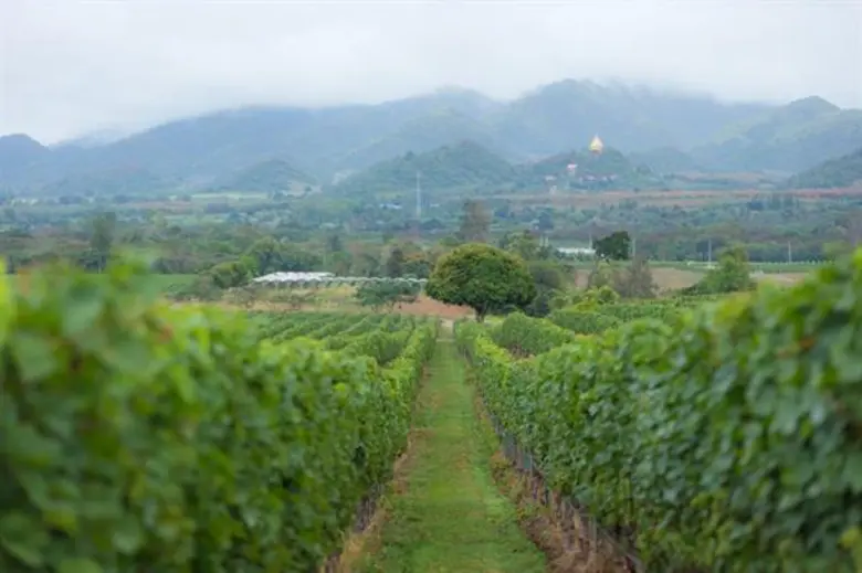 หัวหิน แมริออท รีสอร์ท และ สปา และสยามไวน์เนอร์รี่ ร่วมกันจัดงานไวน์ดินเนอร์สุดพิเศษที่ บิ๊กฟิช แอนด์ บาร์ พร้อมเยี่ยมชมไร่องุ่นมอนซูน แวลลีย์