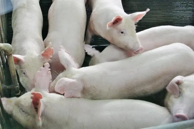 นายสุรชัย สุทธิธรรม นายกสมาคมผู้เลี้ยงสุก...