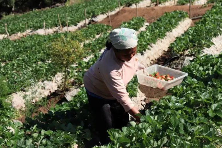 “ดอยคำ” คัดสรร “สตรอว์เบอร์รีสดระดับพรีเมียม” พิเศษเฉพาะฤดูกาล ลูกโต...หอมหวานฉ่ำ...ปลอดสาร ส่งตรงจากลุ่มแม่น้ำงอน จังหวัดเชียงใหม่