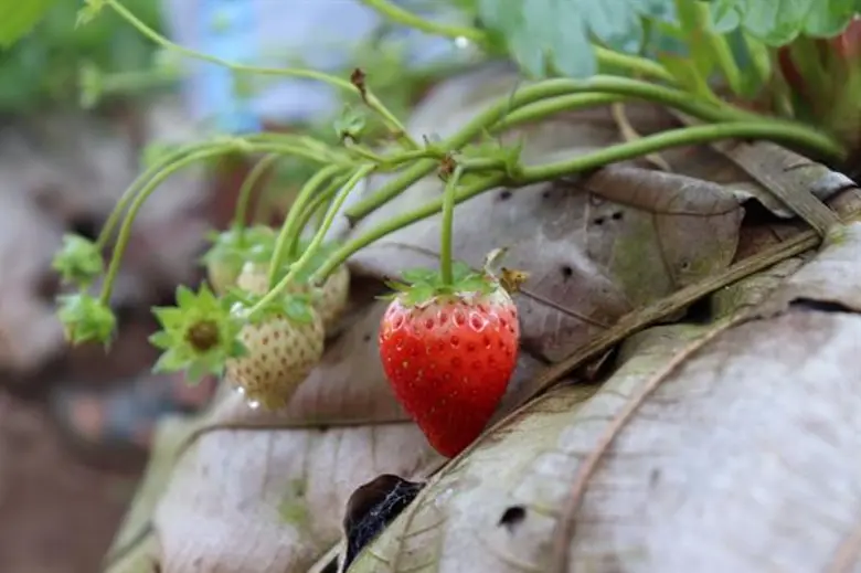 “ดอยคำ” คัดสรร “สตรอว์เบอร์รีสดระดับพรีเมียม” พิเศษเฉพาะฤดูกาล ลูกโต...หอมหวานฉ่ำ...ปลอดสาร ส่งตรงจากลุ่มแม่น้ำงอน จังหวัดเชียงใหม่