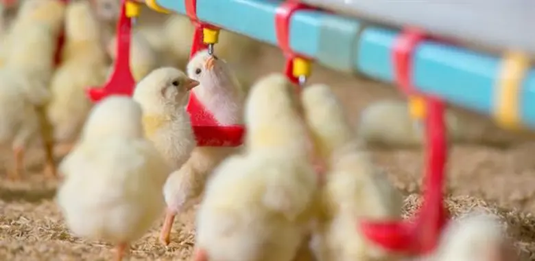 ซีพีเอฟ แนะนำให้เกษตรกรได้ปรับวิธีการเลี้...