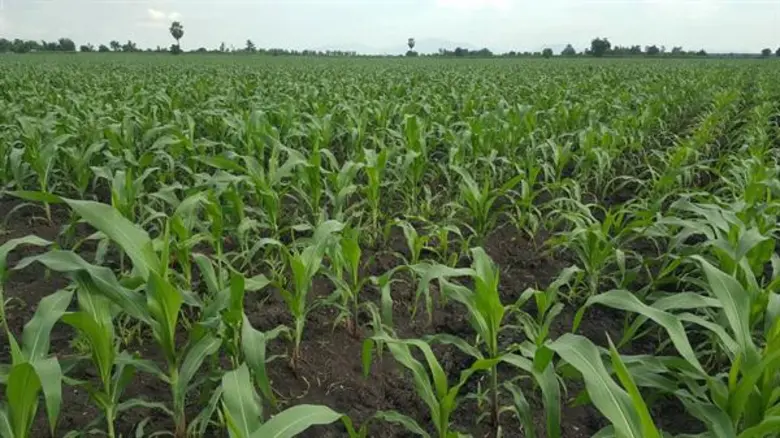 เร่งมาตรการรับมือ 'ภัยแล้ง’ สศก. แนะ เกษตรกรปลูกพืชทางเลือก ใช้น้ำน้อย