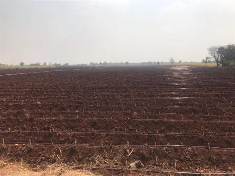 เร่งมาตรการรับมือ 'ภัยแล้ง’ สศก. แนะ เกษตรกรปลูกพืชทางเลือก ใช้น้ำน้อย